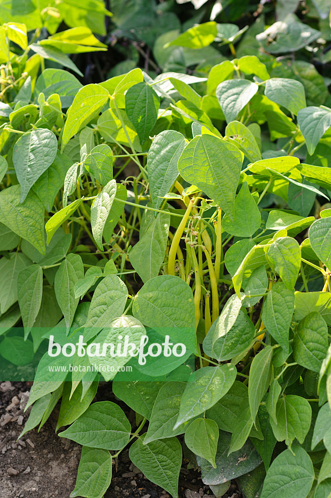 476232 - Green bean (Phaseolus vulgaris var. nanus 'Valetta')