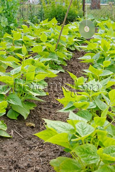 500186 - Green bean (Phaseolus vulgaris var. nanus) with CD used as scarecrow