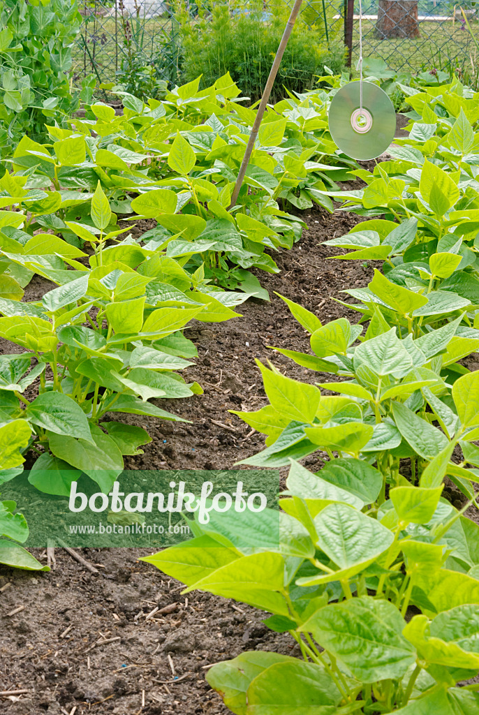 500186 - Green bean (Phaseolus vulgaris var. nanus) with CD used as scarecrow