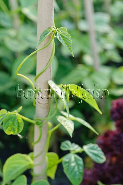 473225 - Green bean (Phaseolus vulgaris var. vulgaris)