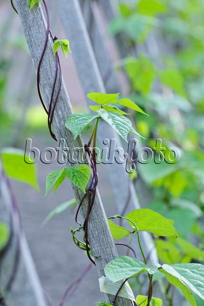 473286 - Green bean (Phaseolus vulgaris var. vulgaris)