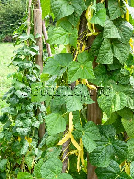 487212 - Green bean (Phaseolus vulgaris var. vulgaris)