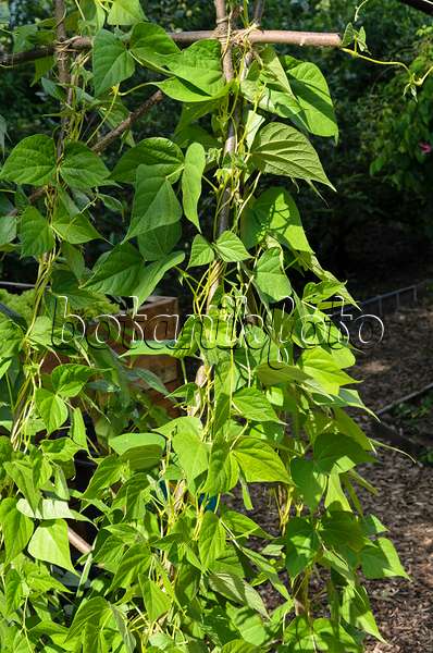 522044 - Green bean (Phaseolus vulgaris var. vulgaris)