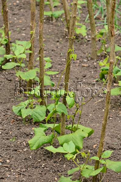 533247 - Green bean (Phaseolus vulgaris var. vulgaris)