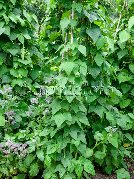 462100 - Green bean (Phaseolus vulgaris var. vulgaris 'Blauhilde') and borage (Borago officinalis)