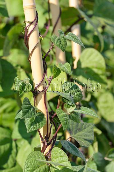 475080 - Green bean (Phaseolus vulgaris var. vulgaris 'Blauhilde')