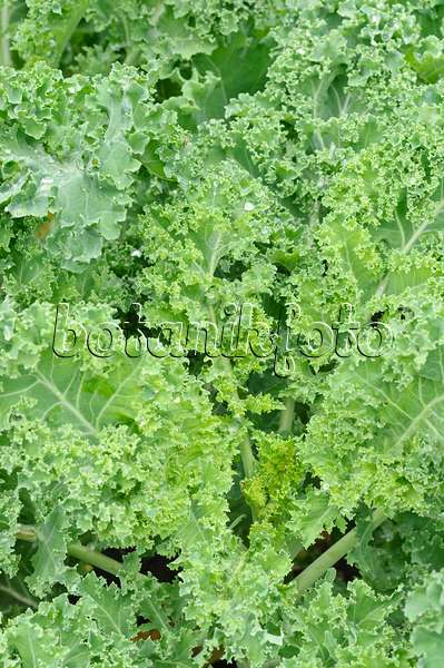 474252 - Green cabbage (Brassica oleracea var. sabellica)