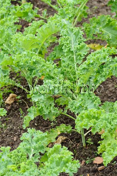 475170 - Green cabbage (Brassica oleracea var. sabellica)