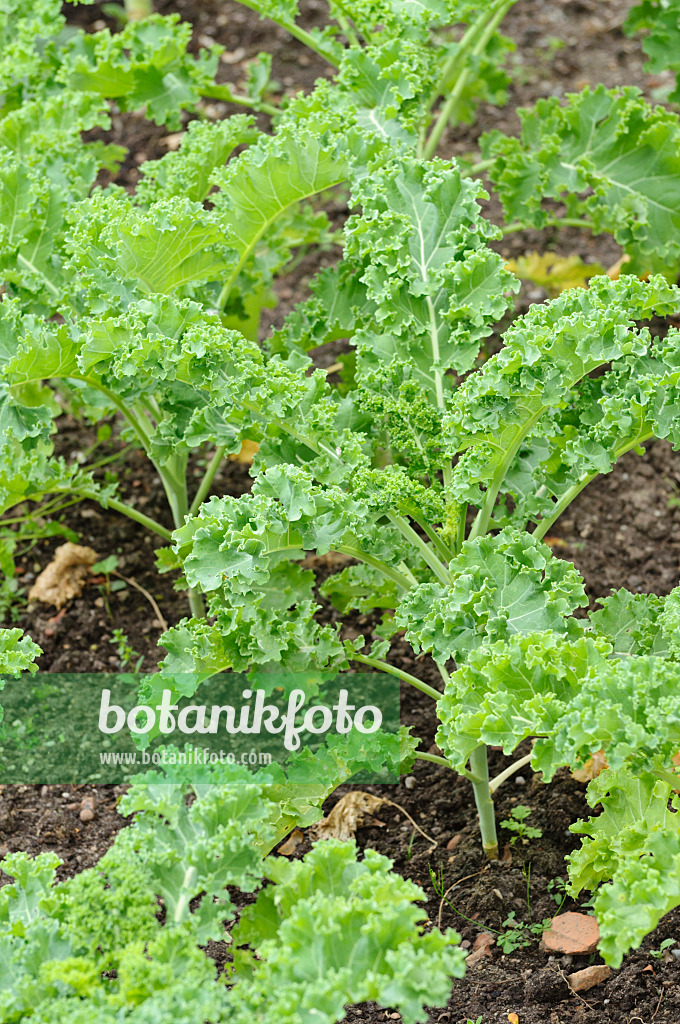 475170 - Green cabbage (Brassica oleracea var. sabellica)