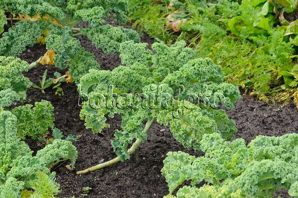 489005 - Green cabbage (Brassica oleracea var. sabellica)