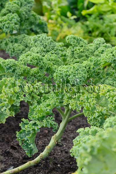 489006 - Green cabbage (Brassica oleracea var. sabellica)