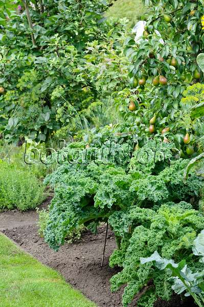 474319 - Green cabbage (Brassica oleracea var. sabellica) and common pear (Pyrus communis)