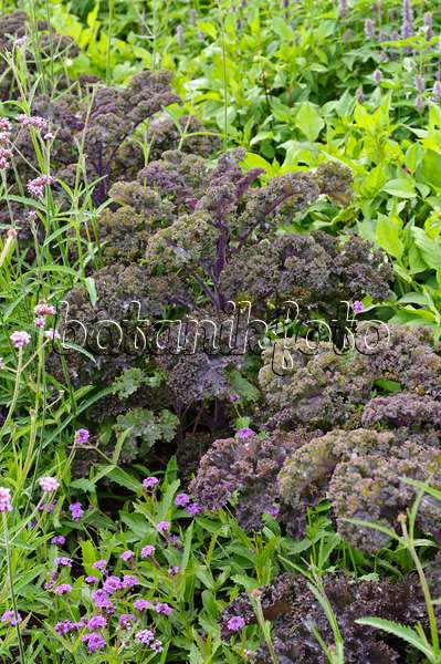 475100 - Green cabbage (Brassica oleracea var. sabellica 'Redbor')