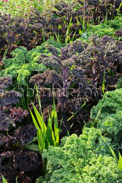487271 - Green cabbage (Brassica oleracea var. sabellica 'Redbor' and Brassica oleracea var. sabellica 'Reflex')