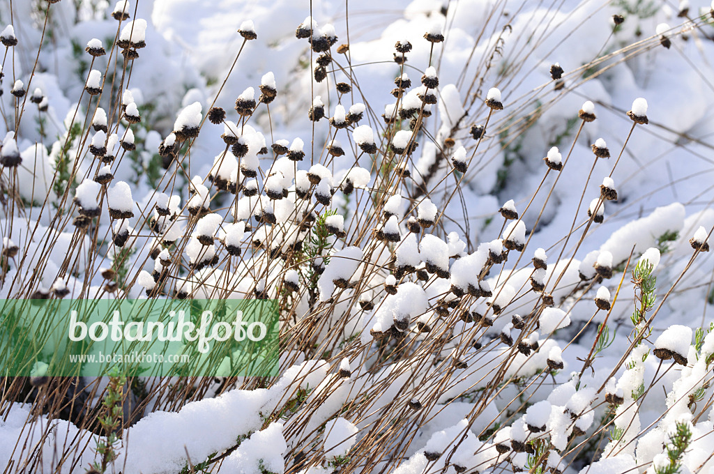 466086 - Green lavender cotton (Santolina rosmarinifolia)