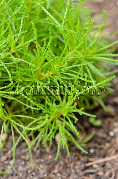 556002 - Green lavender cotton (Santolina rosmarinifolia 'Olivia')