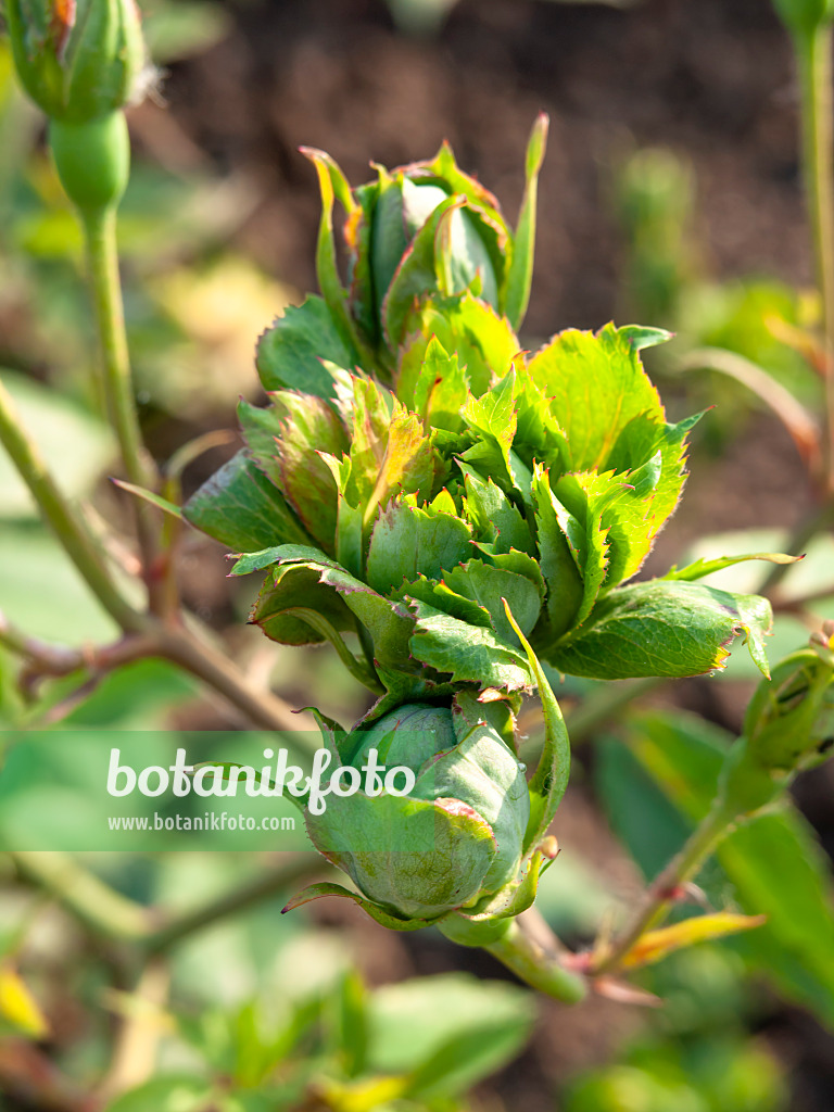 461061 - Green rose (Rosa chinensis 'Viridiflora')