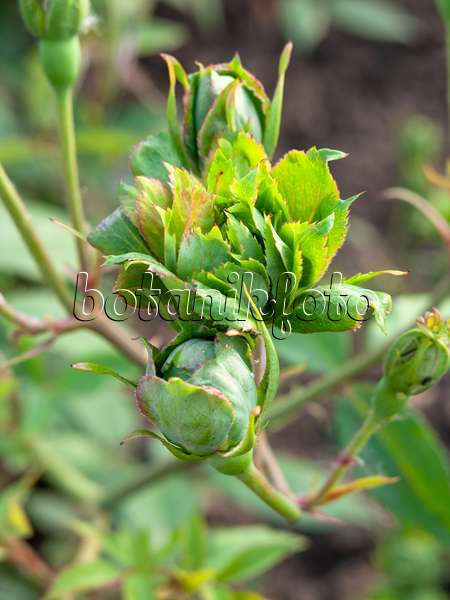 461062 - Green rose (Rosa chinensis 'Viridiflora')