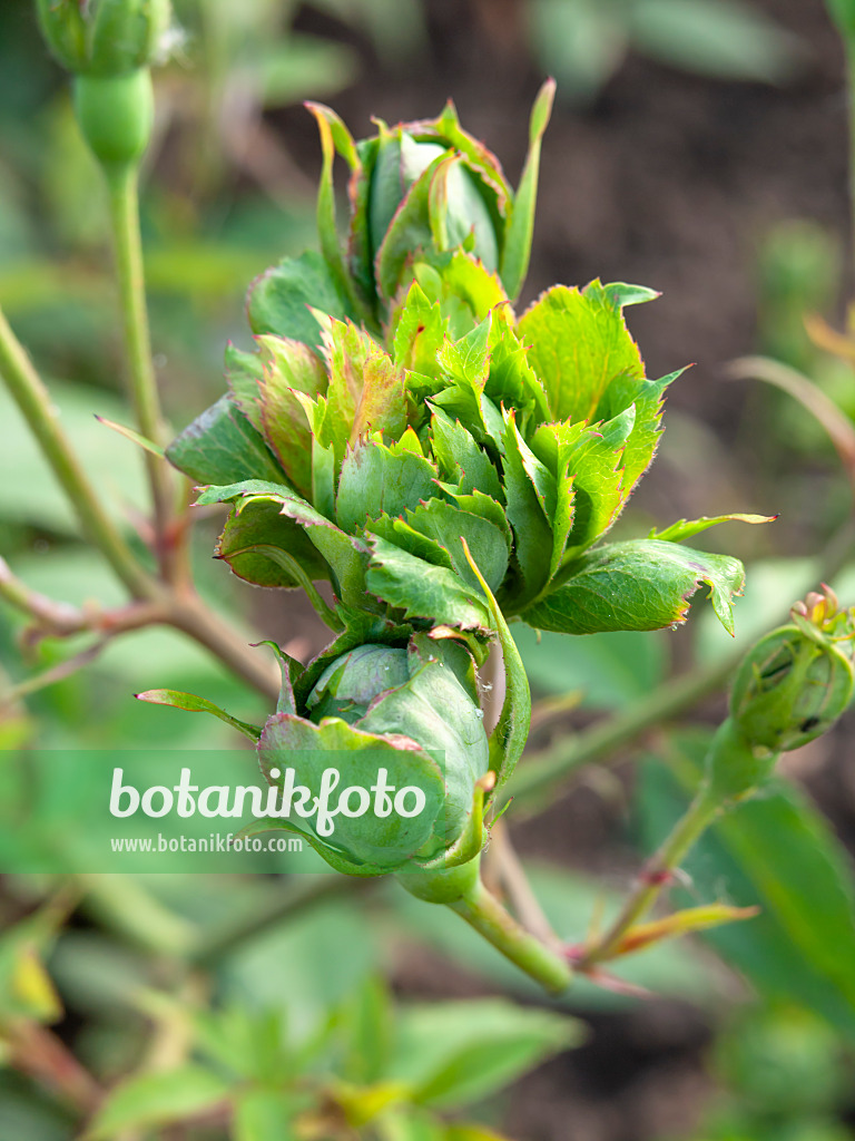 461062 - Green rose (Rosa chinensis 'Viridiflora')