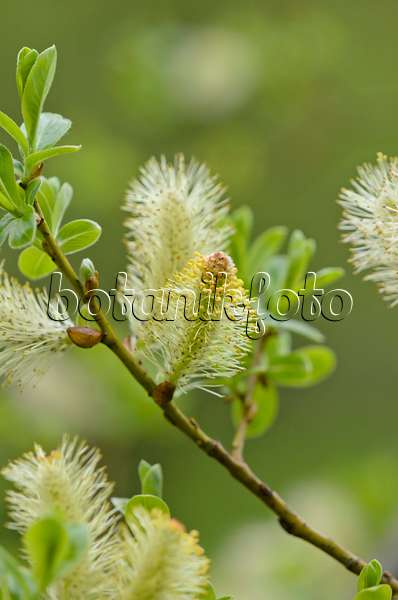 519190 - Grey willow (Salix atrocinerea syn. Salix cinerea subsp. oleifolia)