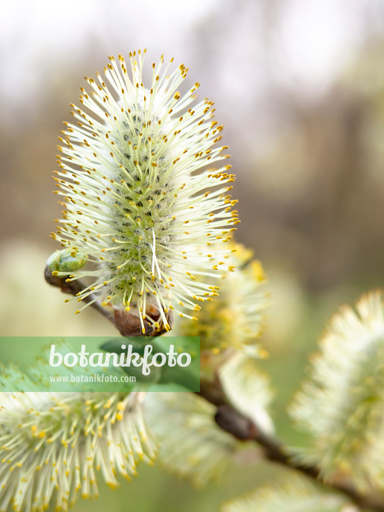 436222 - Grey willow (Salix cinerea)