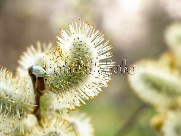 436223 - Grey willow (Salix cinerea)