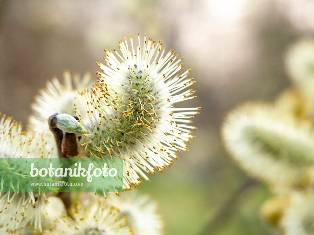 436223 - Grey willow (Salix cinerea)