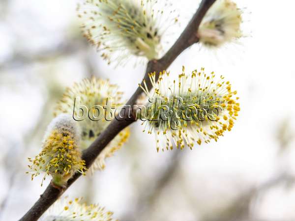 436225 - Grey willow (Salix cinerea)
