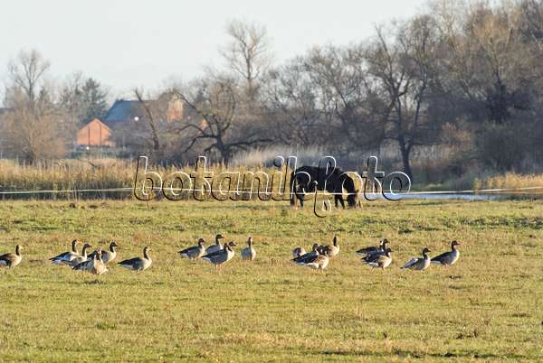 526048 - Greylag geese (Anser anser), Saxony-Anhalt, Germany