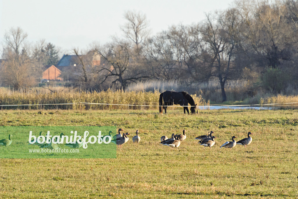 526048 - Greylag geese (Anser anser), Saxony-Anhalt, Germany