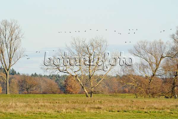 526050 - Greylag geese (Anser anser), Saxony-Anhalt, Germany
