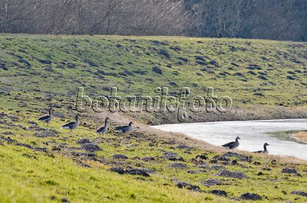 554004 - Greylag goose (Anser anser) on a dike, Gülper See Nature Reserve, Germany
