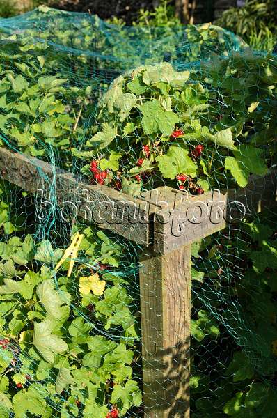 522054 - Groseillier à grappes (Ribes rubrum) avec un filet de protection contre les oiseaux