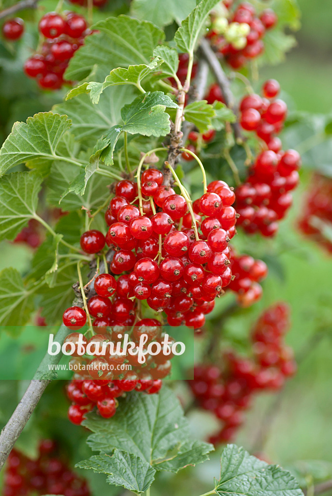 517374 - Groseillier à grappes (Ribes rubrum 'Herosta')