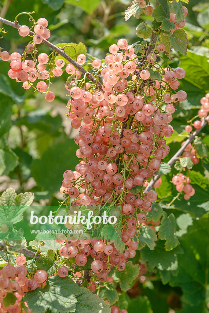 558234 - Groseillier à grappes (Ribes rubrum 'Rosa Sport')