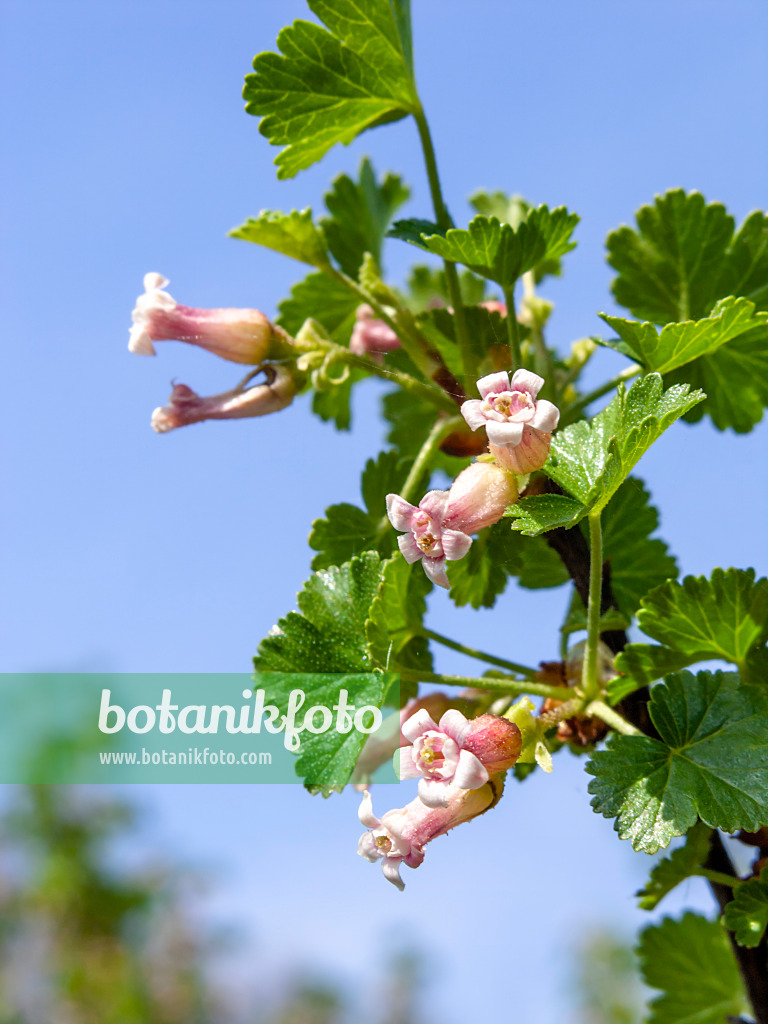 424133 - Groseillier (Ribes cereum var. inebrians)