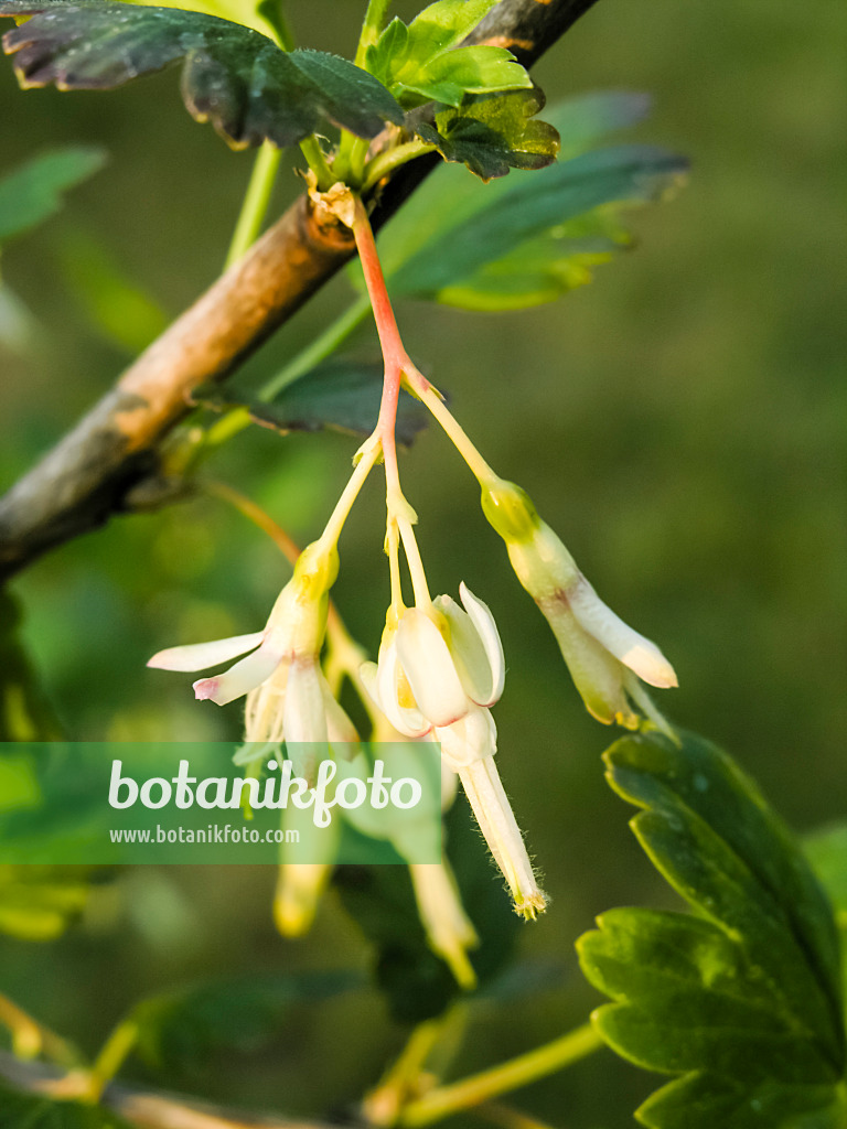 424150 - Groseillier (Ribes divaricatum)