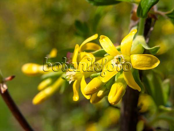 424132 - Groseillier (Ribes odoratum 'Crandall')