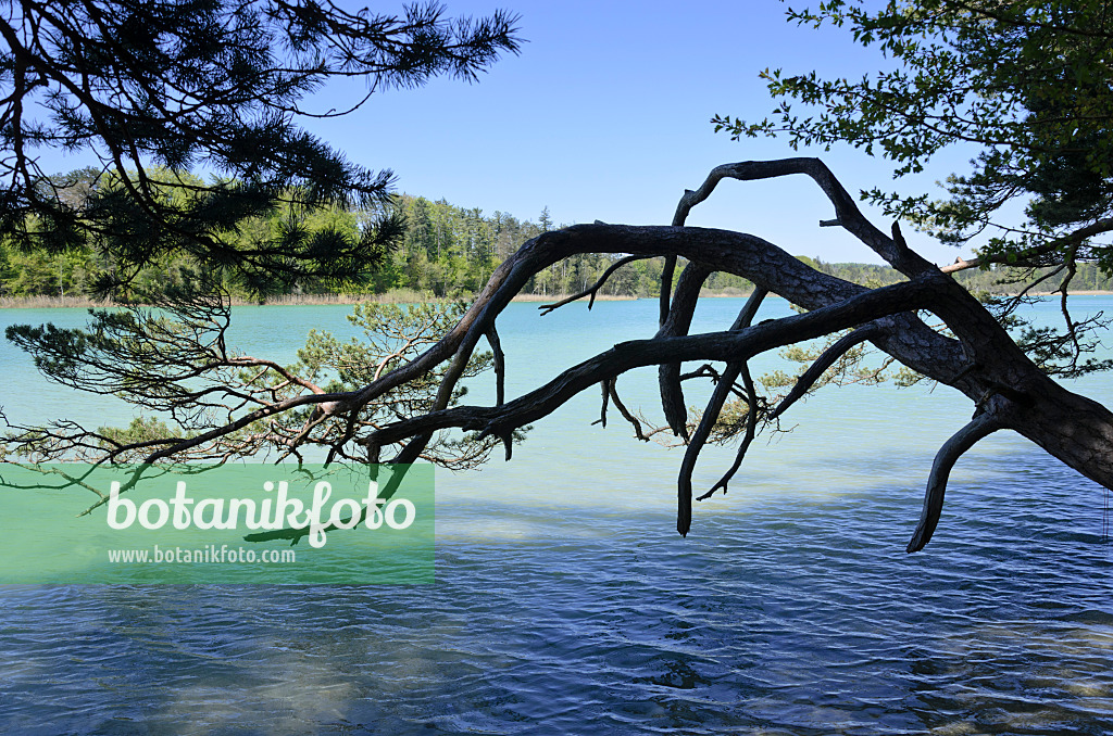 556031 - Großer Ostersee, Osterseen Nature Reserve, Bavaria, Germany