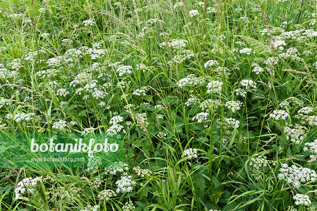 509083 - Ground elder (Aegopodium podagraria)