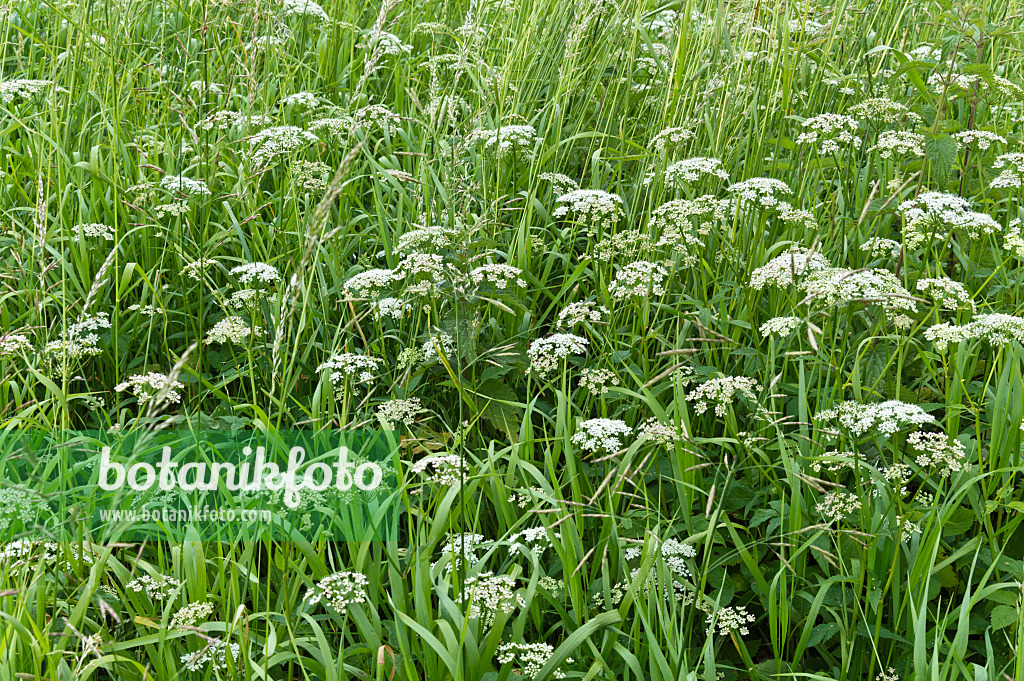 509084 - Ground elder (Aegopodium podagraria)