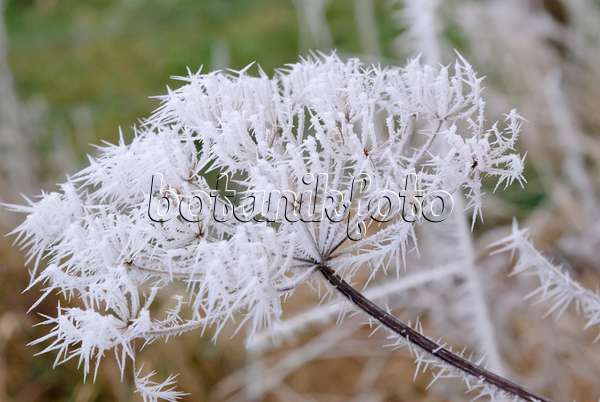 465080 - Ground elder (Aegopodium podagraria) with hoar frost
