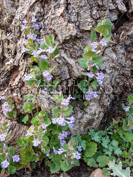 424115 - Ground ivy (Glechoma hederacea)
