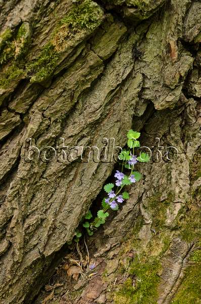 508043 - Ground ivy (Glechoma hederacea)