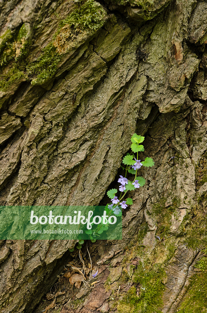 508043 - Ground ivy (Glechoma hederacea)