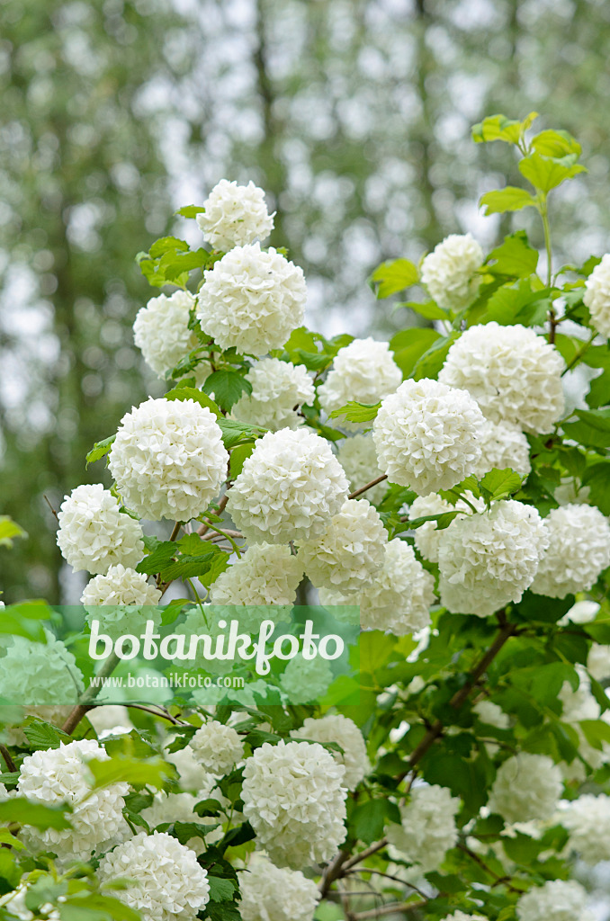 520281 - Guelder rose (Viburnum opulus)