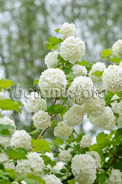 520282 - Guelder rose (Viburnum opulus)