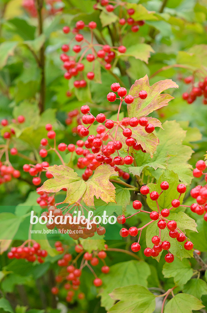 523083 - Guelder rose (Viburnum opulus)