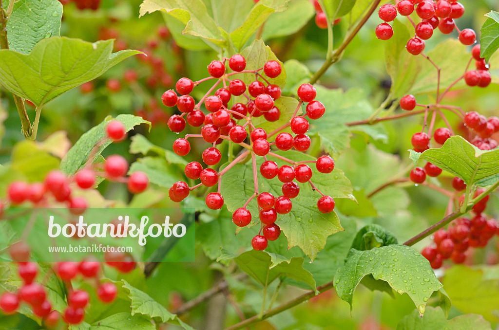 523084 - Guelder rose (Viburnum opulus)