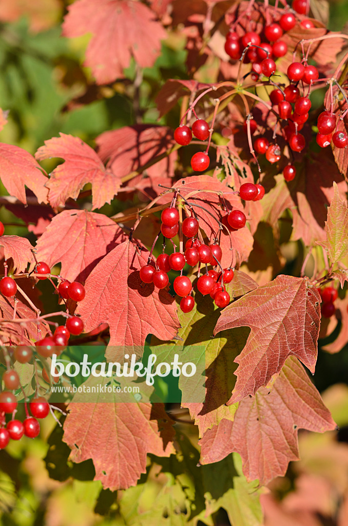 524130 - Guelder rose (Viburnum opulus)